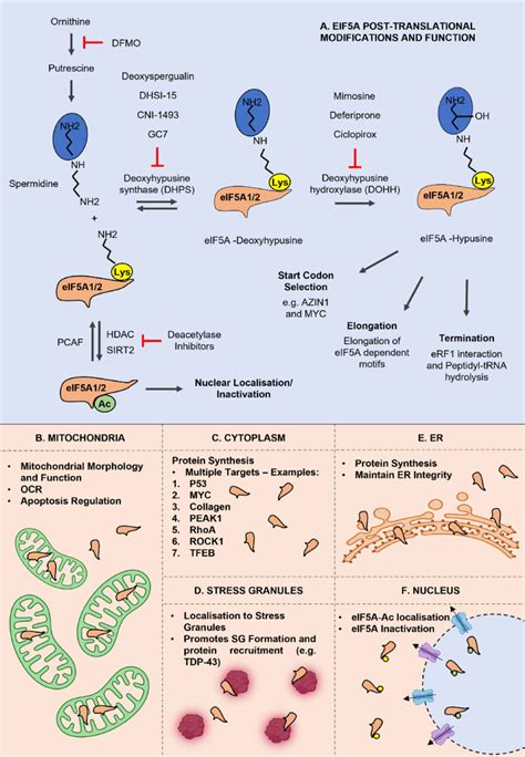 The Pleiotropic Functions Of Eif5a Download Scientific Diagram