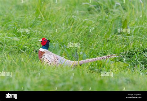 M Nnlicher Fasan Fotos Und Bildmaterial In Hoher Aufl Sung Alamy