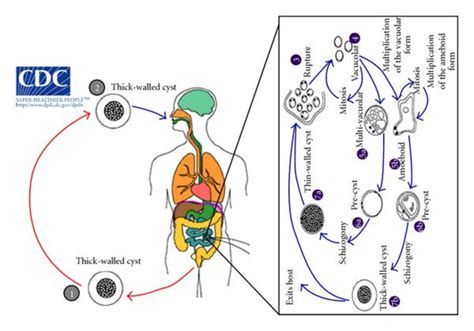 Schematic Life Cycle Of The Most Recurrent Cryptosporidium Coinfective Download Scientific