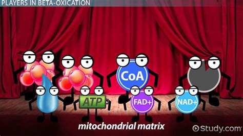 Beta Oxidation | Definition, Cycle & Products - Lesson | Study.com