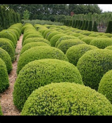 Boxwood Buxus Microphylla Japonica Plant At Nursery Nisarga