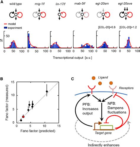 Figure From Feedback Control Of Gene Expression Variability In The