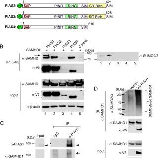 Pdf Pias Potentiates The Anti Ebv Activity Of Samhd Through Sumoylation