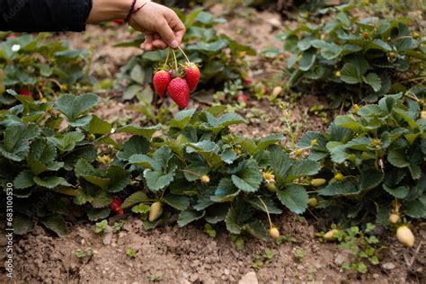 Cosecha En El Campo De Fresas Cultivo De Colinas En Per Recolecci N