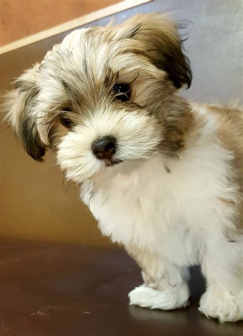 Havanesegrooming Havanese Puppies Havanese Dogs Puppies