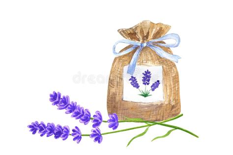 Blommar Lavendel Hand Dragen Vattenf Rgillustration Bakgrund Isolerad