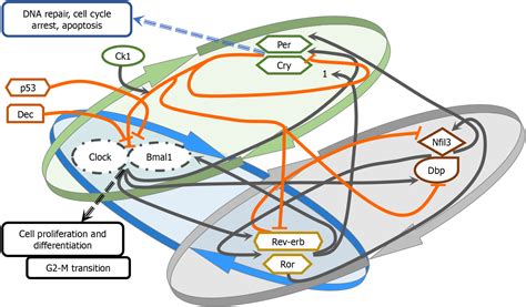 Circadian Rhythm Disruption And Endocrine Related Tumors