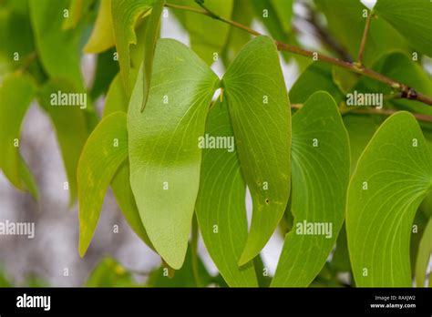 close-up view, mopane leaves, butterfly tree, Colophospermum mopane ...