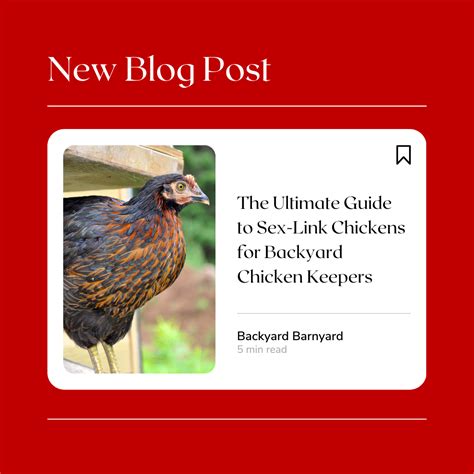 The Ultimate Guide To Sex Link Chickens For Backyard Chicken Keepers