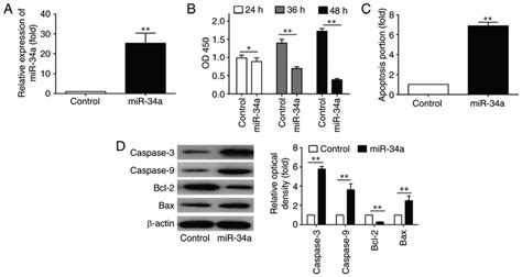 Overexpression Of Mir 34a Induces Pbl Apoptosis In Vitro A Download Scientific Diagram