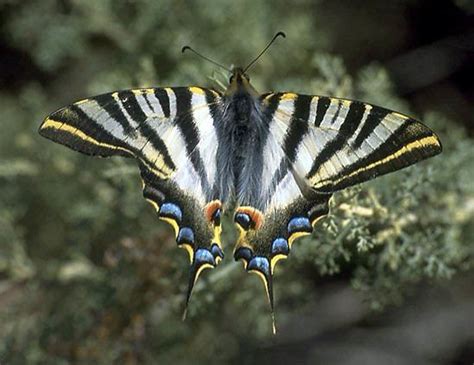 Scarce Swallowtail Alchetron The Free Social Encyclopedia