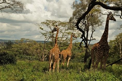 Giraffe Centre Nairobi Entry Fee Tour Timings For Visiting Giraffe