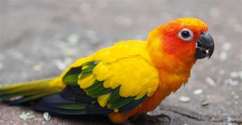 Understanding The Vocal Nature Of Sun Conures Why Do Sun Conures