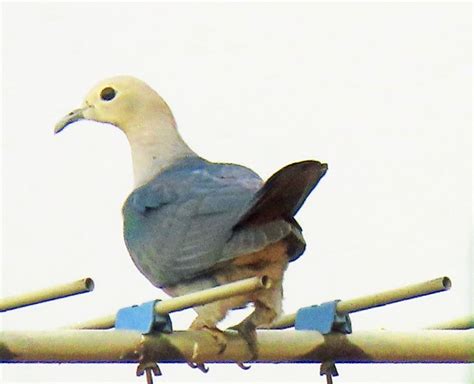 Green Imperial Pigeon Ducula Aenea Biodiversity And Environment