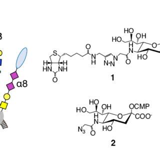 Cell Surface Labeling Through Exo Enzymatic Sialylation A One And