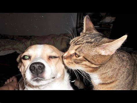 Funny Pictures Of Dogs And Cats Together - Infoupdate.org