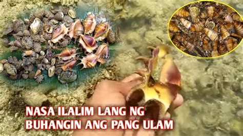 Ibat Ibang Klase Ng Sea Shells Na Pwede Kainin YouTube