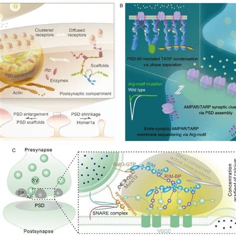 Llps Mediated Basal Condensation Of The Cell Fate Determinant Numb Download Scientific Diagram