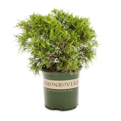 Sea Of Gold Juniper Plants, Bulbs & Seeds at Lowes.com