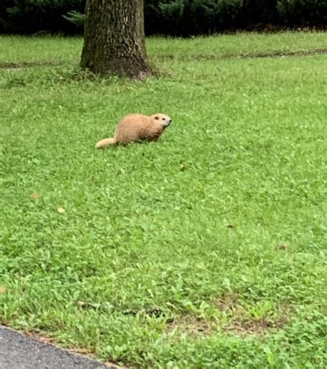 Leucism In Groundhogswoodchucks Marmota Monax Is It Recorded