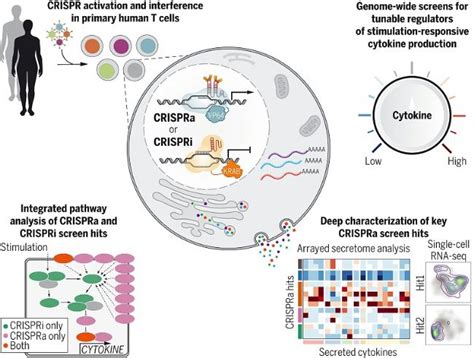 CRISPR Cas9基因编辑技术及系统三个阶段介绍 生物器材网