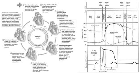 Cardiac Cycle Summary And Wigger S Diagram Epomedicine