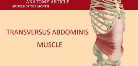 Transverse Abdominis Workout Bodybuilding Eoua Blog