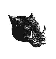 Razorback Vector Images (over 540)