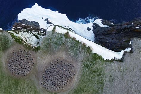 Penguin Poop, Seen From Space, Tells Our Climate Story | WIRED