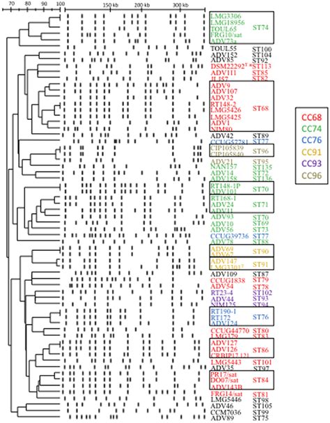 Dendrogram Derived From Upgma Cluster Analysis Of Spei Restricted Dna