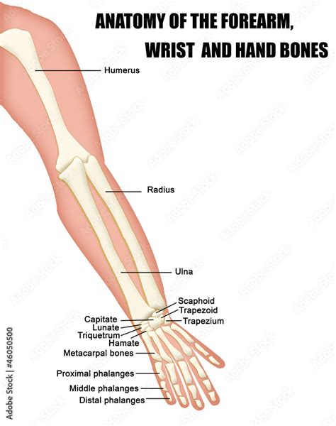 Anatomy Of The Forearm Wrist And Hand Bones เวกเตอร์สต็อก Adobe Stock