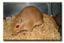 Gerbil Colors - Welcome to the gerbil Website