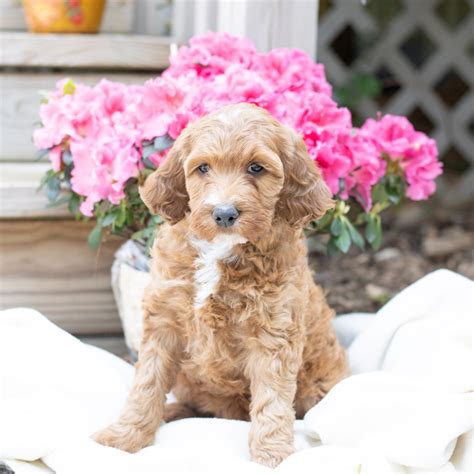 Irish Setter Puppies for Sale (Cute, Smart, & Healthy) | VIP Puppies