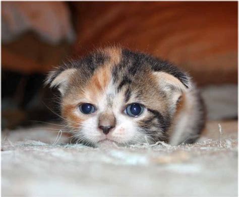 Calico Scottish Fold Kitten