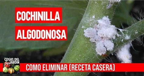 Como Eliminar La Cochinilla Algodonosa Tratamiento Cosas Del Jardin