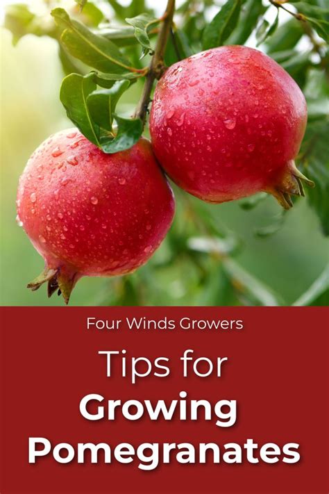 Tips For Growing Pomegranates In 2024 Fruit Trees Pomegranate Fruit