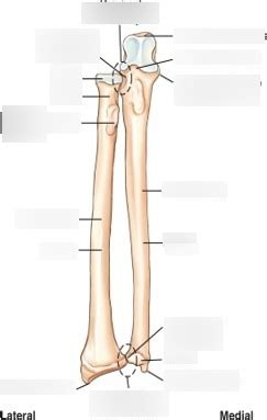 Radius Ulna Anatomy Diagram | Quizlet