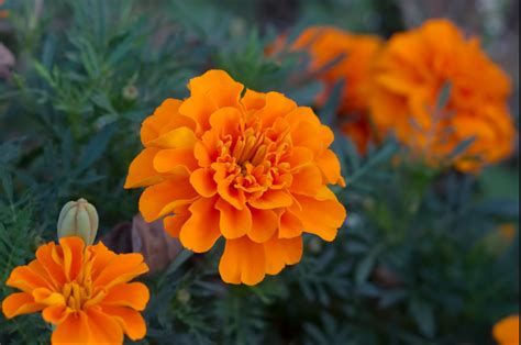 Marigold Most Common And Easy To Grow Flowering Plant Gardening