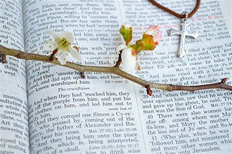 Cross Cross Shape Bible Single Flower Stock Photos Pictures And Royalty