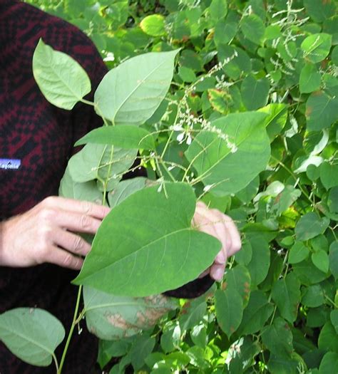 Hybrid knotweed (Bohemian knotweed) identification and control ...