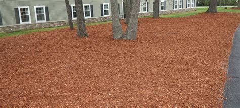 Using Cedar Mulch Pros And Cons