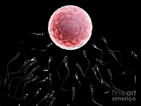 Illustration Of Sperm Fertilizing A Human Egg 1 By Science Photo Library