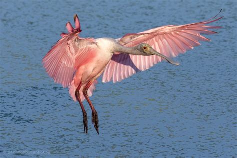 Roseate spoonbill. South Florida. : AnimalPorn