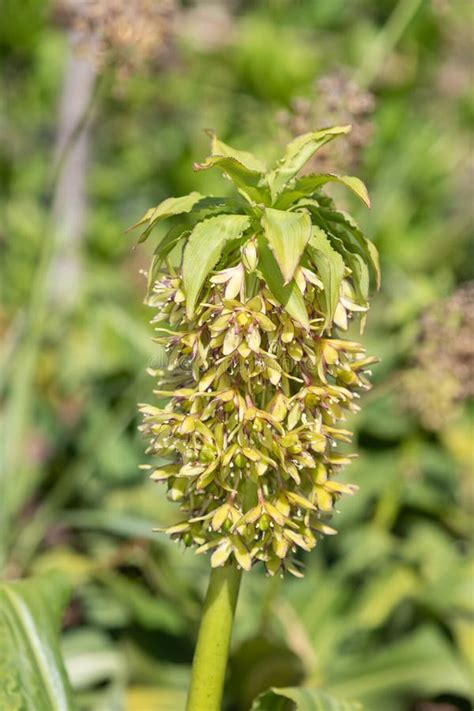 Pineapple Lily Eucomis Flowers Stock Image - Image of growth ...