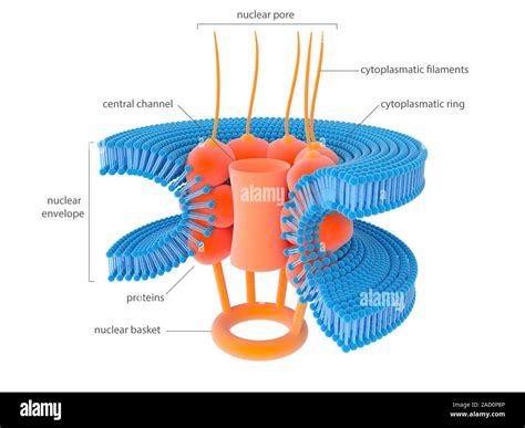 Nuclear Membrane Pore Illustration Of The Structure Of A Pore In The Membrane Envelope Of A