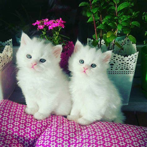 9 Beautiful White Cats and Kittens