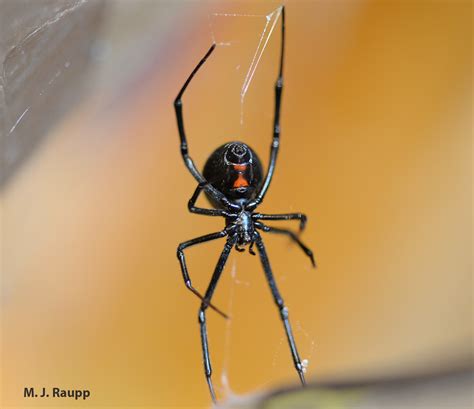 List 90 Pictures Black Spider With Orange Dot On Back Poisonous Updated