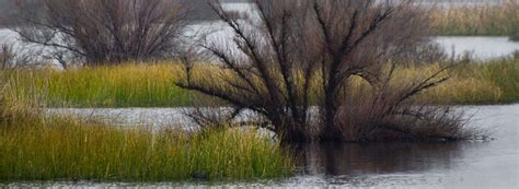 Kern National Wildlife Refuge | National wildlife refuge, Wildlife refuge, Wildlife