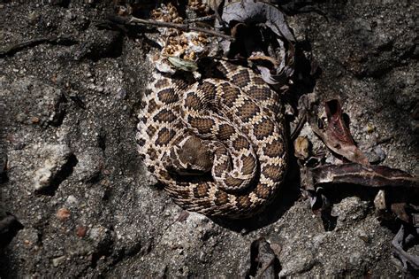 Baby Rattler A6300 Kit Lens : r/SonyAlpha