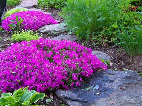 Buy Creeping Phlox Online | Creeping Phlox Plants For Sale